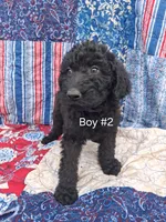 Labradoodle Boy #2, a male Labradoodle for sale in Connersville, IN – 1 of 1