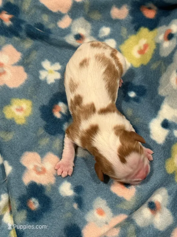 Maple – Cavalier King Charles Spaniel puppy for sale in Mendham, NJ