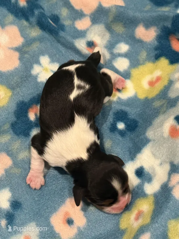 Willow – Cavalier King Charles Spaniel puppy for sale in Mendham, NJ