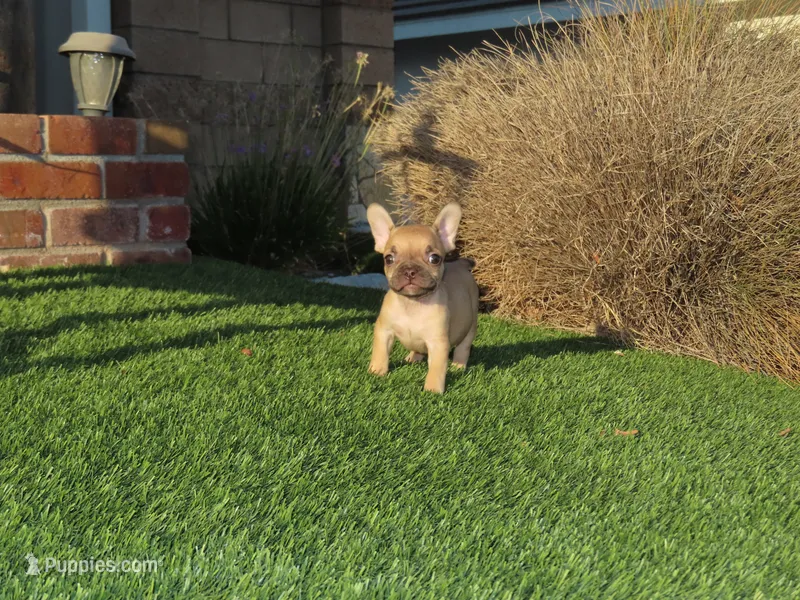 Fawn Female  – French Bulldog puppy for sale in Grand Terrace, CA