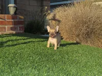 Fawn Female , a female French Bulldog for sale in Grand Terrace, CA – 1 of 5