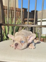 New Shade Isabella Merle Male , a male French Bulldog for sale in Grand Terrace, CA – 5 of 7