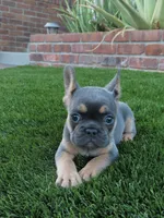 Blue Tan Point Female , a female French Bulldog for sale in Grand Terrace, CA – 2 of 7