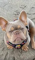 AKC Proven Male, a male French Bulldog for sale in Grand Terrace, CA – 6 of 10