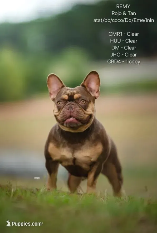 New Shade Isabella -ANGUS-, a male French Bulldog for sale in Grand Terrace, CA – 9 of 9