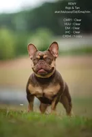 AKC Proven Male, a male French Bulldog for sale in Grand Terrace, CA – 10 of 10