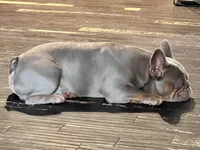 AKC Proven Male, a male French Bulldog for sale in Grand Terrace, CA – 5 of 10