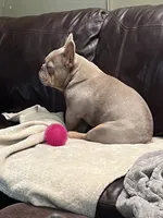 AKC Proven Male, a male French Bulldog for sale in Grand Terrace, CA – 4 of 10