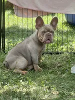 AKC Proven Male, a male French Bulldog for sale in Grand Terrace, CA – 8 of 10