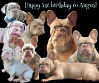 AKC Proven Male, a male French Bulldog for sale in Grand Terrace, CA – 7 of 10