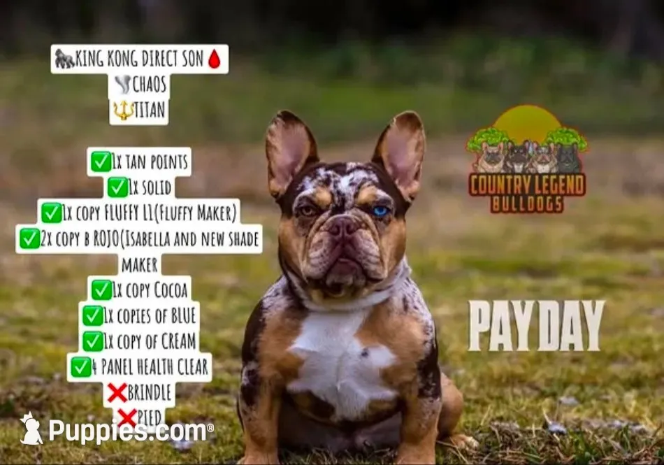 New Shade Isabella -ANGUS-, a male French Bulldog for sale in Grand Terrace, CA – 8 of 9