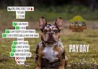 AKC Proven Male, a male French Bulldog for sale in Grand Terrace, CA – 9 of 10