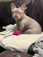 AKC Proven Male, a male French Bulldog for sale in Grand Terrace, CA – 3 of 10