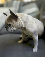 Blue Tan Point Female , a female French Bulldog for sale in Grand Terrace, CA – 6 of 7