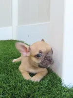 Fawn Female , a female French Bulldog for sale in Grand Terrace, CA – 3 of 5