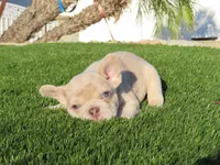 New Shade Isabella Merel Male, a male French Bulldog for sale in Grand Terrace, CA – 2 of 3