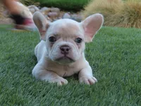New Shade Isabella Merel Female , a female French Bulldog for sale in Grand Terrace, CA – 3 of 3