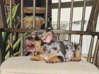 Blue Tri Merle Male , a male French Bulldog for sale in Grand Terrace, CA – 4 of 7