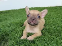Fawn Female , a female French Bulldog for sale in Grand Terrace, CA – 2 of 5