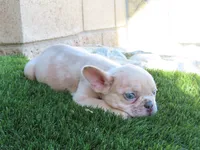 New Shade Isabella Merle Male , a male French Bulldog for sale in Grand Terrace, CA – 2 of 7