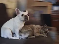 Blue Brindle Boy, a male French Bulldog for sale in Grand Terrace, CA – 8 of 8