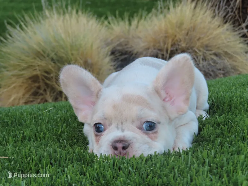New Shade Isabella Merel Female  – French Bulldog puppy for sale in Grand Terrace, CA