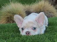 New Shade Isabella Merel Female , a female French Bulldog for sale in Grand Terrace, CA – 1 of 3
