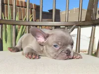 New Shade Isabella Male , a male French Bulldog for sale in Grand Terrace, CA – 2 of 5