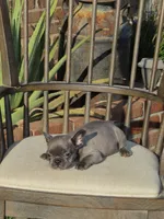 Blue Male , a male French Bulldog for sale in Grand Terrace, CA – 2 of 6