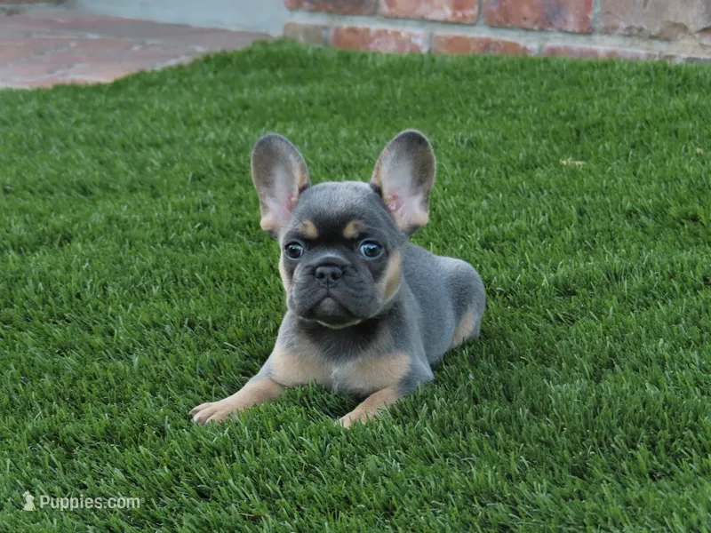 Blue Tan Point Female  – French Bulldog puppy for sale in Grand Terrace, CA