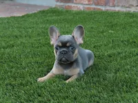 Blue Tan Point Female , a female French Bulldog for sale in Grand Terrace, CA – 1 of 7