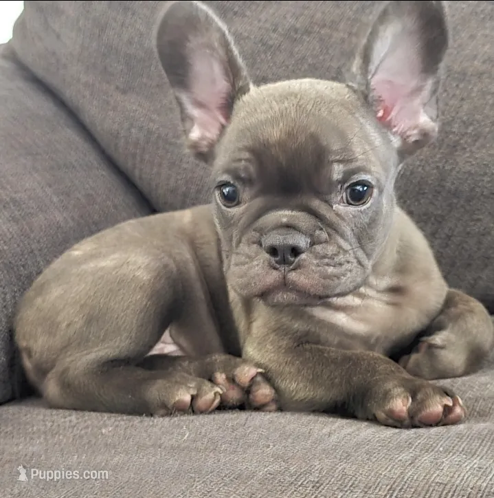 -TEDDY- Chocolate Brindle Male – French Bulldog puppy for sale in Grand Terrace, CA