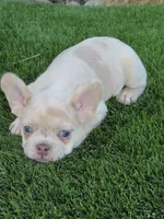 New Shade Isabella Merel Female , a female French Bulldog for sale in Grand Terrace, CA – 2 of 3