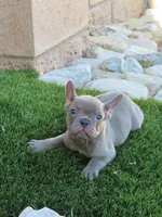 Blue Brindle Boy, a male French Bulldog for sale in Grand Terrace, CA – 3 of 8