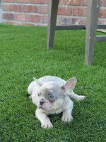 Lilac Merle Female , a female French Bulldog for sale in Grand Terrace, CA – 2 of 5