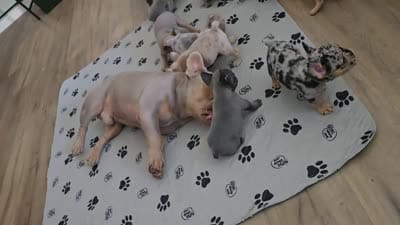 Lilac Merle Female , a female French Bulldog for sale in Grand Terrace, CA – 5 of 5