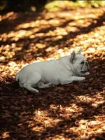 Blue Brindle Boy, a male French Bulldog for sale in Grand Terrace, CA – 4 of 8