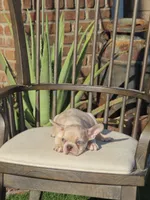 New Shade Isabella Merle Male , a male French Bulldog for sale in Grand Terrace, CA – 4 of 7
