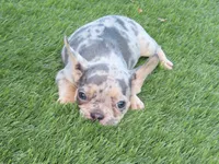 Lilac Merle W/Tan Points Female , a female French Bulldog for sale in Grand Terrace, CA – 2 of 6