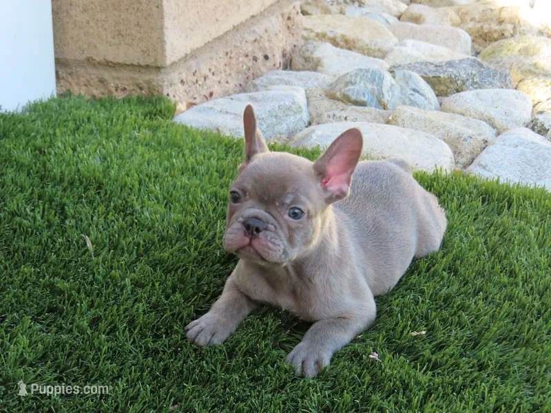 Blue Brindle Boy – French Bulldog puppy for sale in Grand Terrace, CA