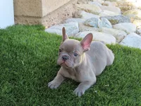 Blue Brindle Boy, a male French Bulldog for sale in Grand Terrace, CA – 1 of 8