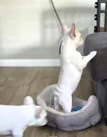 -MILA- New Shade Isabella Merel Female , a female French Bulldog for sale in Grand Terrace, CA – 4 of 6