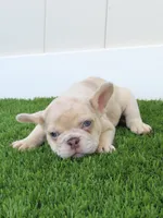 New Shade Isabella Merel Male, a male French Bulldog for sale in Grand Terrace, CA – 3 of 3