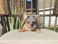 Blue Tri Merle Male , a male French Bulldog for sale in Grand Terrace, CA – 2 of 7