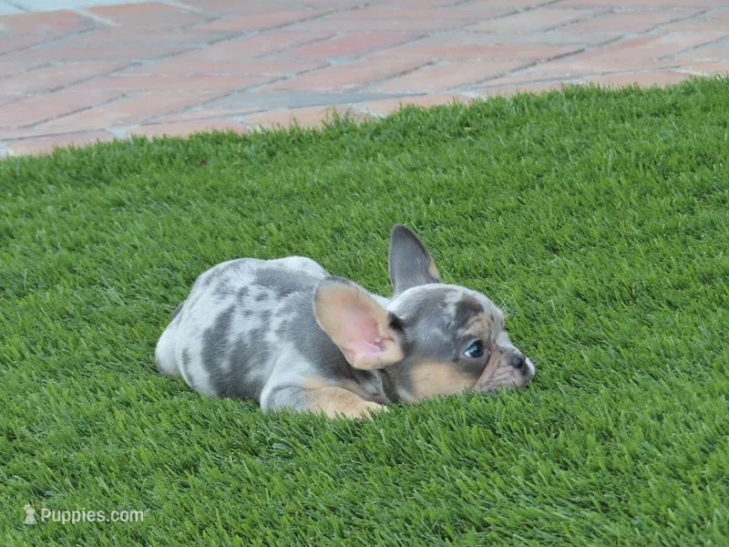 Lilac Merle W/Tan Points Female  – French Bulldog puppy for sale in Grand Terrace, CA