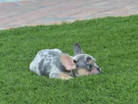 Lilac Merle W/Tan Points Female , a female French Bulldog for sale in Grand Terrace, CA – 1 of 6