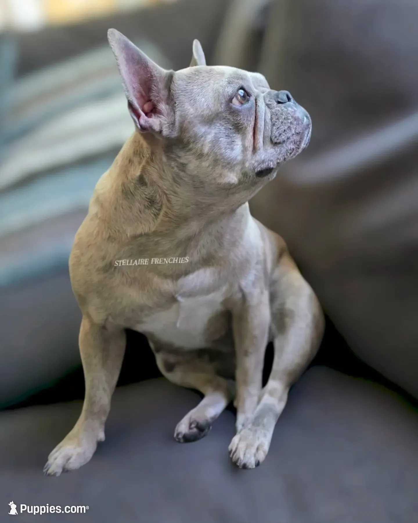 Blue Tan Point Female , a female French Bulldog for sale in Grand Terrace, CA – 7 of 7
