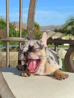 Blue Tri Merle Male , a male French Bulldog for sale in Grand Terrace, CA – 5 of 7