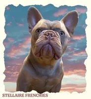 Blue Brindle Boy, a male French Bulldog for sale in Grand Terrace, CA – 7 of 8