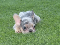 Lilac Merle W/Tan Points Female , a female French Bulldog for sale in Grand Terrace, CA – 4 of 6